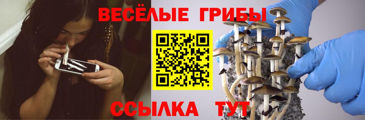 Галлюциногенные грибы GOLDEN TEACHER  Галлюциногенные грибы Psilocybe  Вход с VPN  Коркино 
